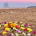 Grief ritual mandala White Rose Ceremonies Rebecca Waldron